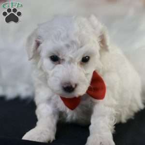 Bobby, Bichon Frise Puppy